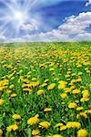 Beautiful summer field full of yellow blooming dandelions and shining sun