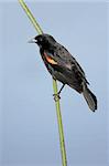 Red-winged Blackbird (Agelaius phoeniceus) perched on a reed in spring