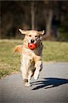 Golden retriever with red ball