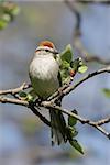 Chipping Sparrow (Spizella passerina) in an Apple Tree that is beginning to blossoms