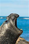 Elephant seal in the coast of Patagonia, Argnentina.