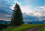 Twilight summer mountain blossoming green meadow with high fir tree and storm clouds