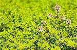 Pink Flowers of the Herb Lemon Thyme