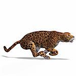 Dangerous Big Cat Jaguar With Clipping Path Over White