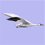 great white crane on blue back With Clipping Path