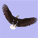 huge eagle with feathers With Clipping Path
