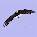 huge eagle with feathers With Clipping Path