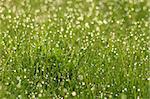 drops of dew on fresh green grass