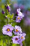 Closeup of Poisonous Wildflower Blue Witch Nightshade, Solanum umbelliferum