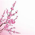 Beautiful cherry tree blossoms against white background.