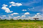 Photo of African savannah in Amboseli National Park, Kenya.