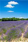 Lavender field on a beautiful day. Provence, France.