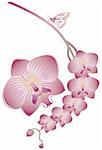 Orchid flowers with butterfly, vector