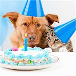 Dog and cat Birthday party with cake