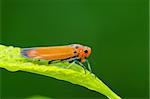 orange insect in the parks