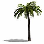 3D Render of a palm tree with shadow and clipping path over white