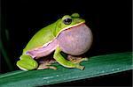 Tree frog courtship as big bubble