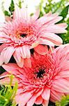 Close up of floral arrangement with pink gerberas