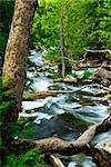 Water rushing by trees in river rapids in Ontario Canada