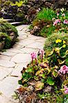 Spring garden with emerging perennial flowers and plants