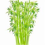 vector illustration of bamboo on white