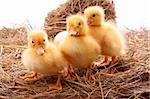 Ducklings  in hay background