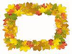 Colorful autumn framework made from maple leaves, isolated on white background