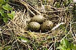 Nest with eggs of a seagull in wood