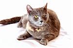 Grey cat  sits on white background