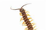 An isolated to white image of a Centipede climbing