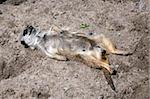 Meerkat (Suricata suricatta), lying in the sun
