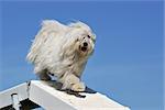 purebred maltese dog in a competition of agility