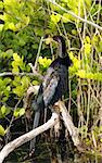 Anhinga commonly seen in the Florida Everglades