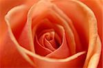 beautiful flower rose. Close-up