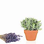 Lavender flowers and herb plant growing in a terracotta pot, over white background.