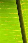 The abstract banana leaf green background