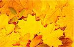 Decorative texture from bright autumn leaves