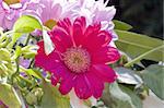 bunch of flowers close up brightly coloured