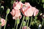 close up of a group of pink poppies