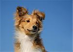 portrait of a purebred shetland sheepdog on a blue sky