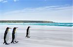 King Penguins on the Falkland Islands