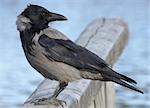 Hooded Crow. Norway 2009