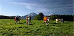 cows on pasture in bavarian landscape at autumn