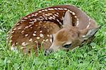 White-tailed Deer (Odocoileus virginianus) Fawn just a little over an hour old