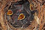 Hungry baby House Wrens (Troglodytes aedon) in a nest begging for food