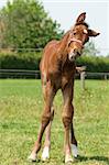 Just born 10 days ago this cute foal looks funny.