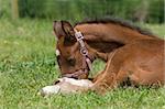 Cute 10 day old foal resting in the grass