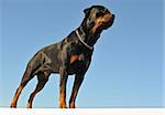 portrait of purebred rottweiler upright on a blue sky