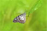 Beautiful exotic butterfly closeup