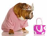 spoiled english bulldog wearing tiara sitting beside pink purse